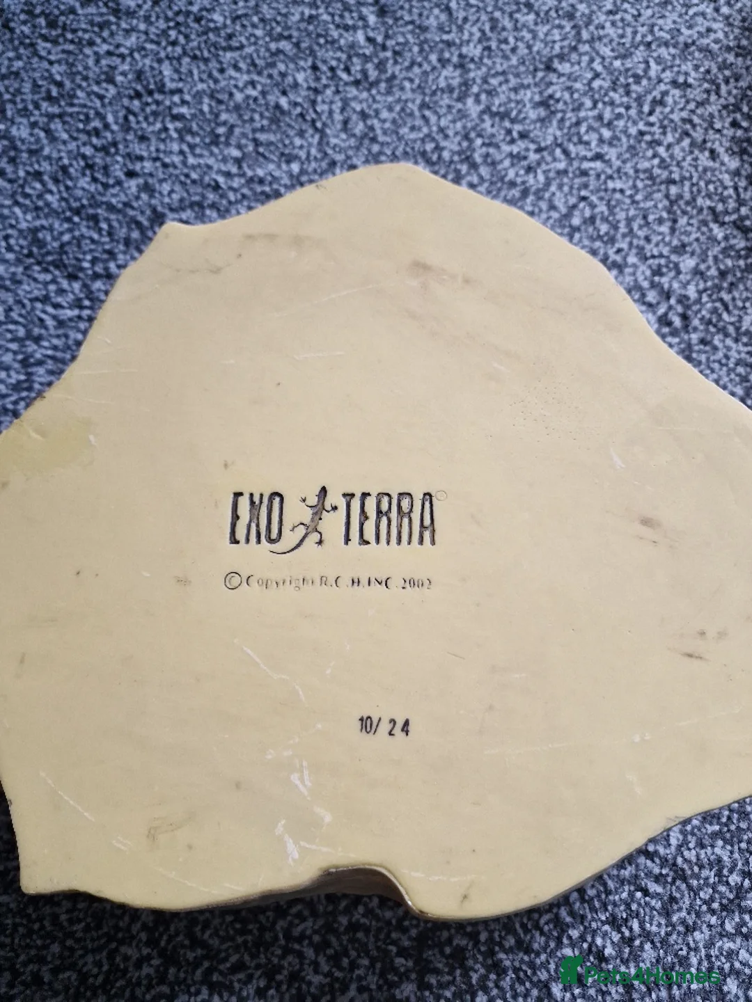 Python Snake reptiles for sale: Gorgeous Pied Male Royal Python with full set up - Advert 18