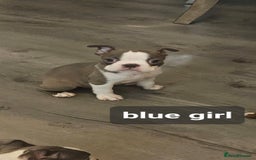 Boston Terrier dogs for sale: Beautiful Boston terrier puppies  - Image 4