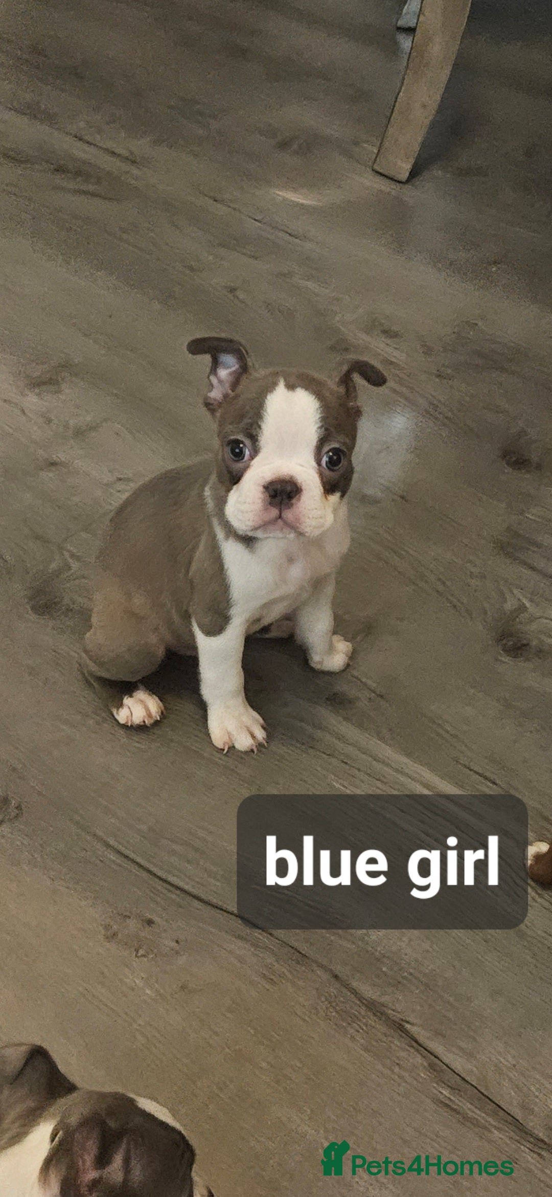 Boston Terrier dogs for sale: Beautiful Boston terrier puppies  - Image 4