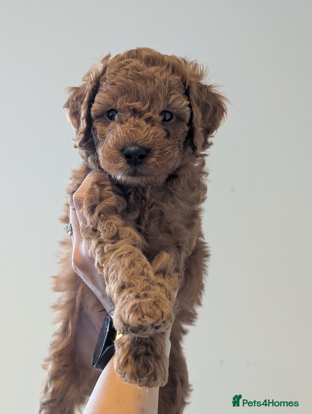 Mini Goldendoodle dogs for sale: Miniature F1BB Goldendoodle puppies  - Advert 3