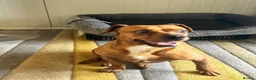 Mixed Breed dogs for adoption: Sweet Todor looking for LOVE - Advert 10
