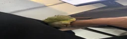 Conures birds for sale: Cooper Pineapple Conure  in Upminster - Advert 3