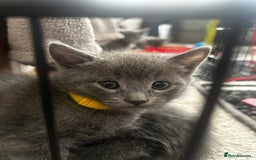 Russian Blue cats for sale: Russian blue x Chartreux - Image 4