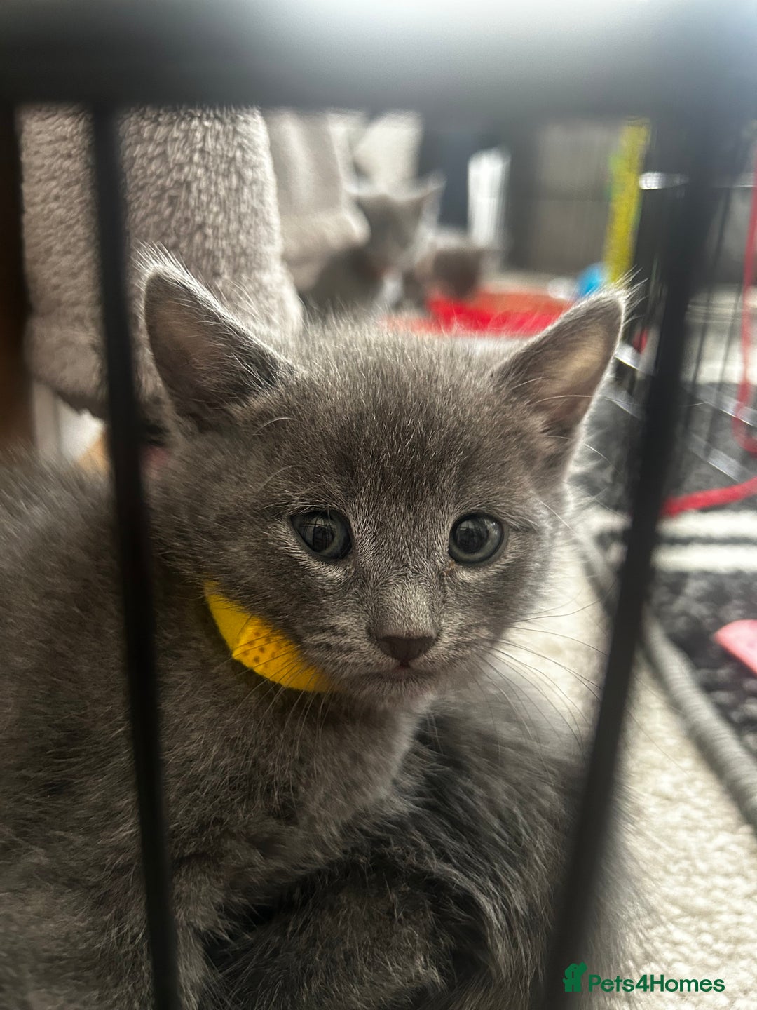 Russian Blue cats for sale: Russian blue x Chartreux - Image 4