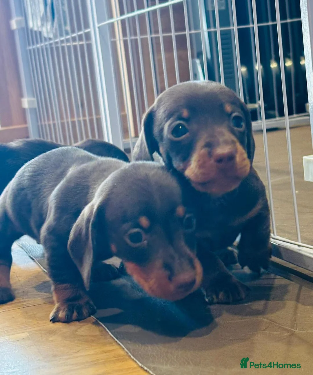 Miniature Dachshund dogs for sale:  Chocolate brown miniature Dachshund puppies in Sherborne - Advert 1