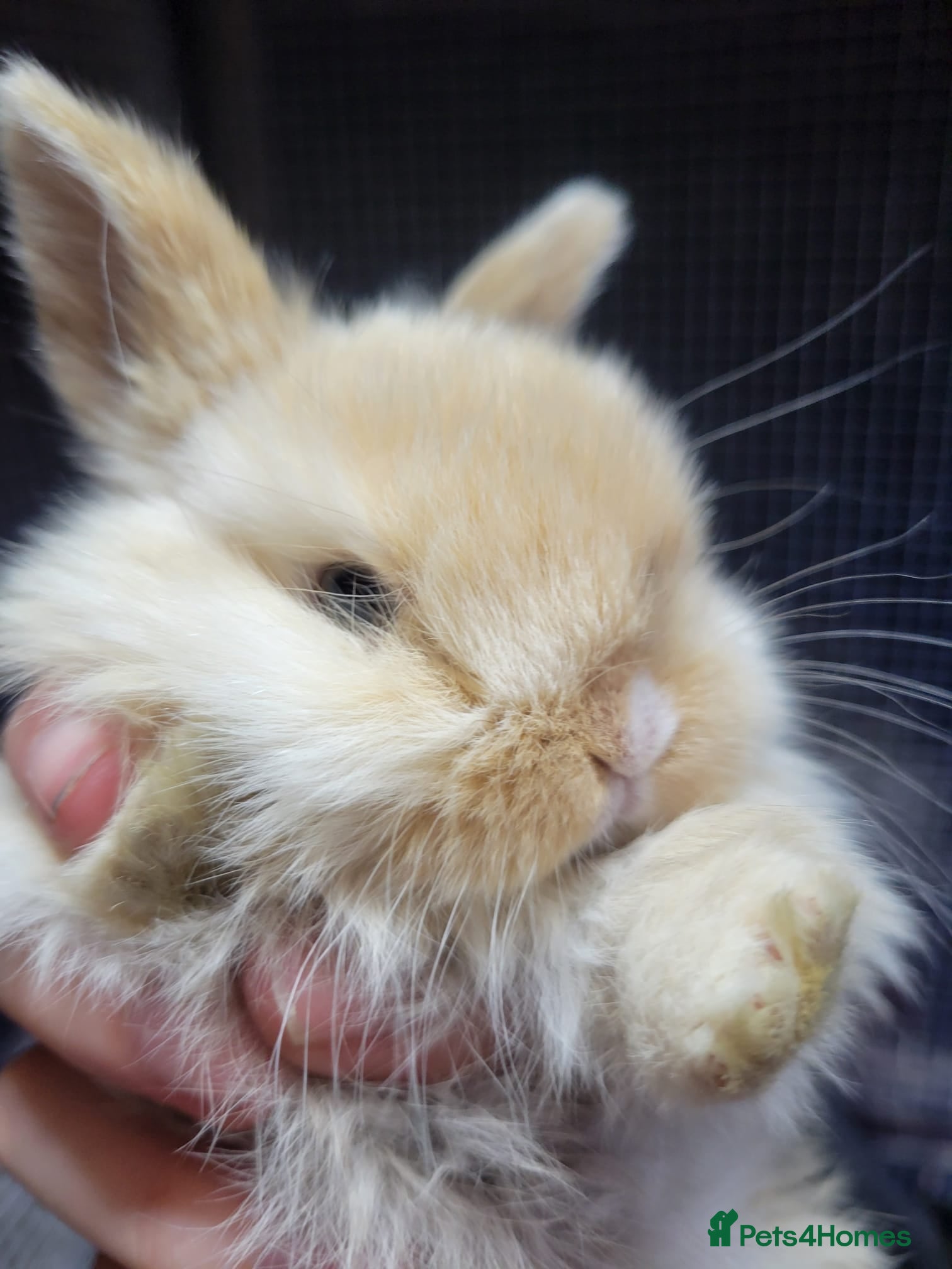 Mini Lop rabbits for sale: Beautiful pure breed friendly mini lop bunnies - Advert 1