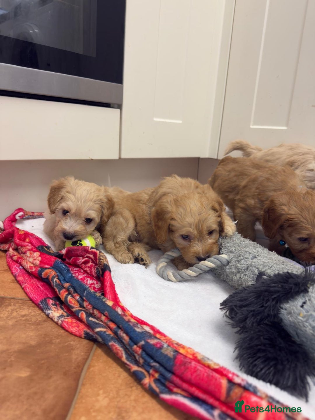 Cockapoo dogs for sale: Bred From Health Tested Parents - Advert 25