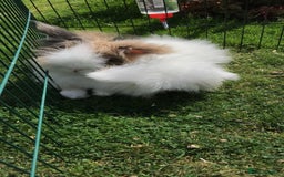 Angora rabbits for sale: Bonded pair of angora rabbits for rehoming  - Advert 1