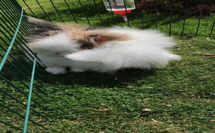Angora rabbits Bonded pair of angora rabbits for rehoming  - Advert 1