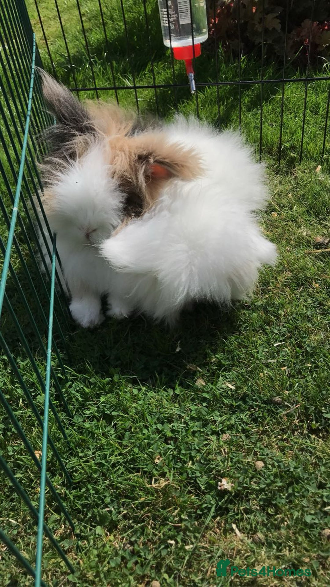 Angora rabbits for sale: Bonded pair of angora rabbits for rehoming  - Advert 1