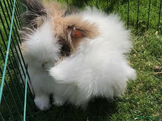 Angora rabbits Bonded pair of angora rabbits for rehoming - Advert 16