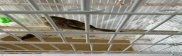 Canaries birds for sale: Canaries - Advert 6