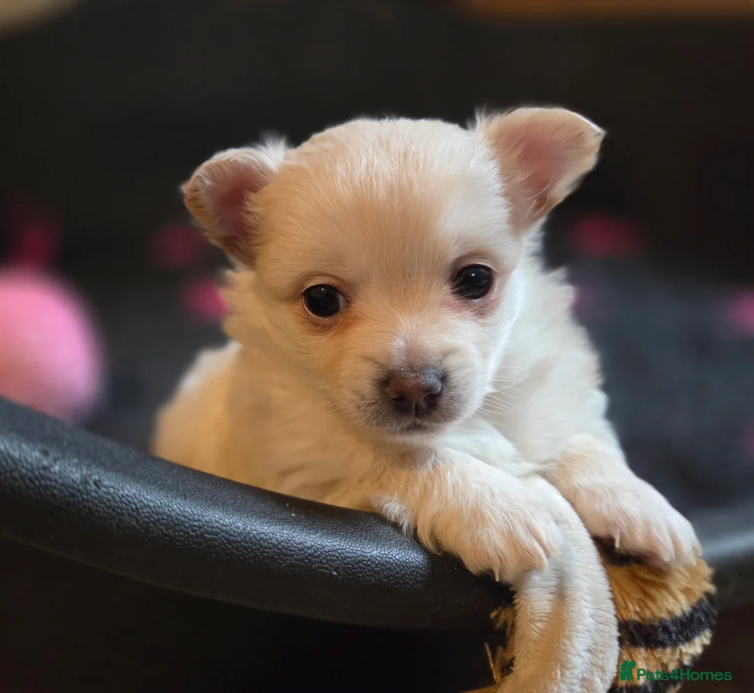 German Spitz dogs for adoption: Beautiful precious Babies  in Stroud - Advert 5