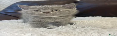 British Shorthair Kitten 3