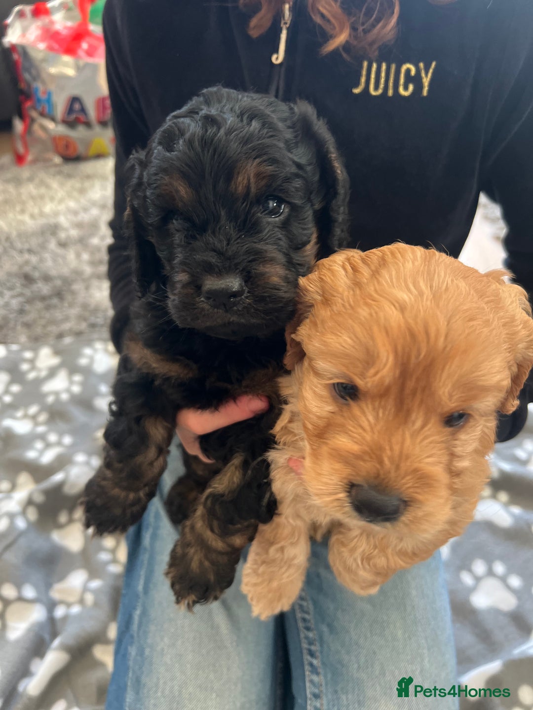 Cockapoo dogs for sale: cockapoo puppies - Advert 15