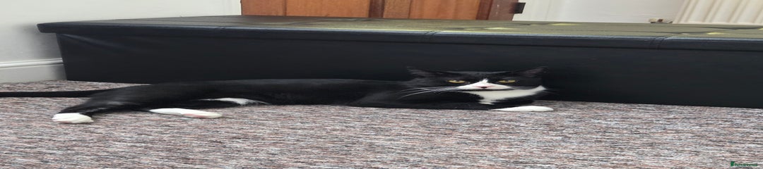 British Shorthair Tuxedo 