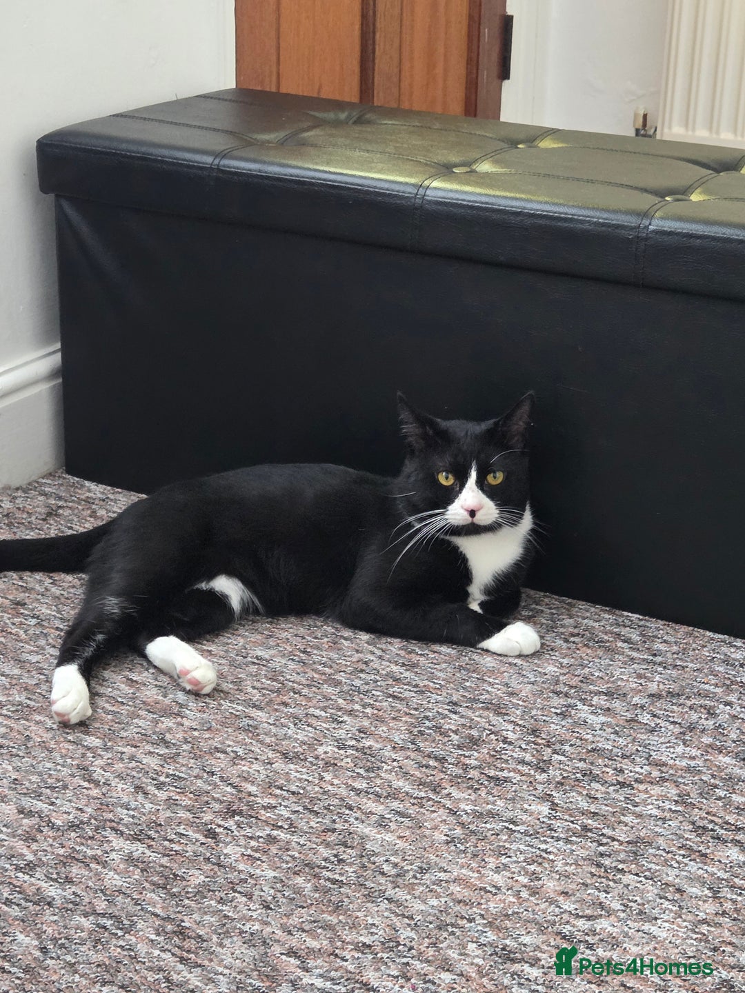 British Shorthair cats for sale: Male Tuxedo for a loving home - Image 1