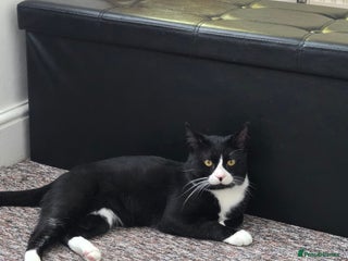 British Shorthair cats - Advert 1