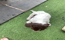 English Springer Spaniel dogs for sale: Springer pups - Image 14