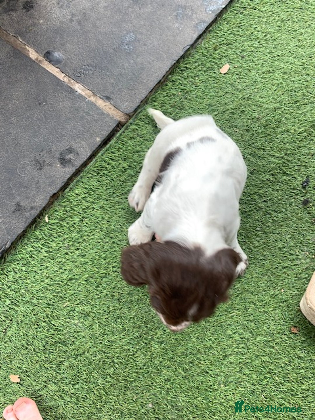 English Springer Spaniel dogs for sale: Springer pups - Image 14
