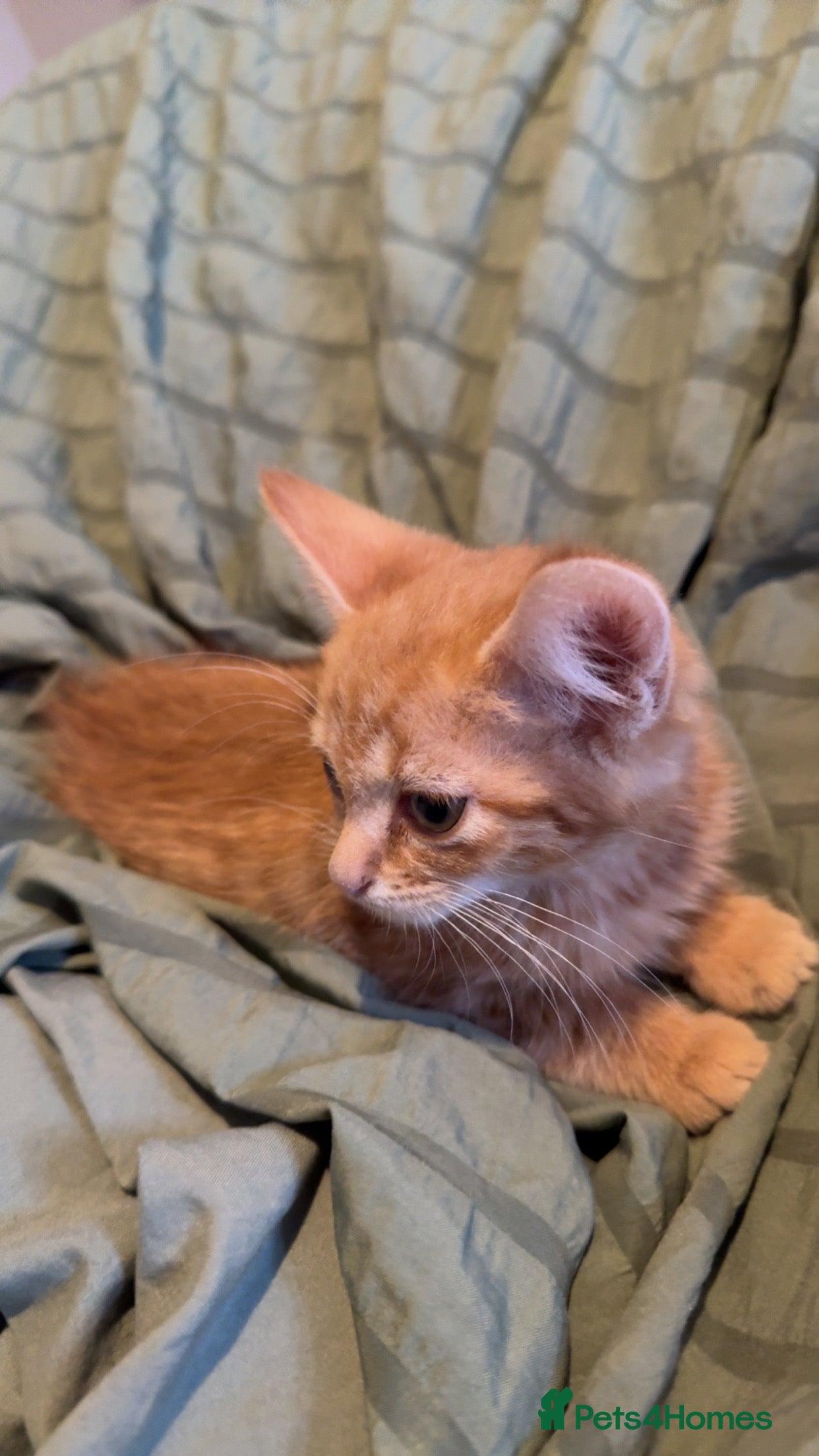 British Shorthair cats Kittens for sale  - Advert 9