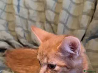 British Shorthair cats Kittens for sale - Advert 3