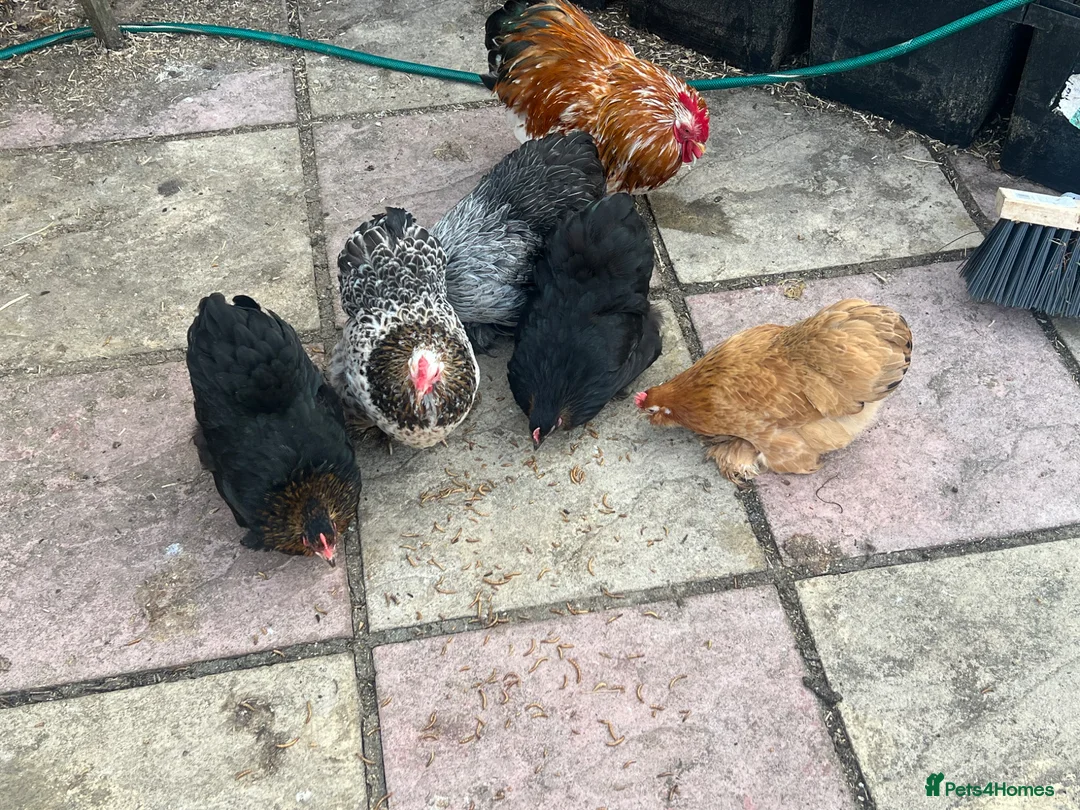 Chickens poultry for sale: Pure breed Pekin chicken eggs, quail hatching eggs - Advert 2