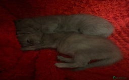 British Shorthair cats for sale: PEDIGREE BSH KITTENS READY TO FOR FOREVER HOMES  - Image 2