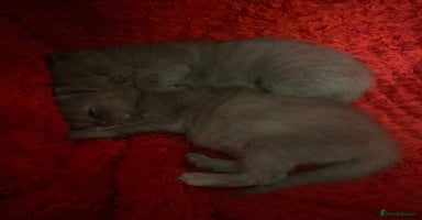 British Shorthair cats - Advert 7