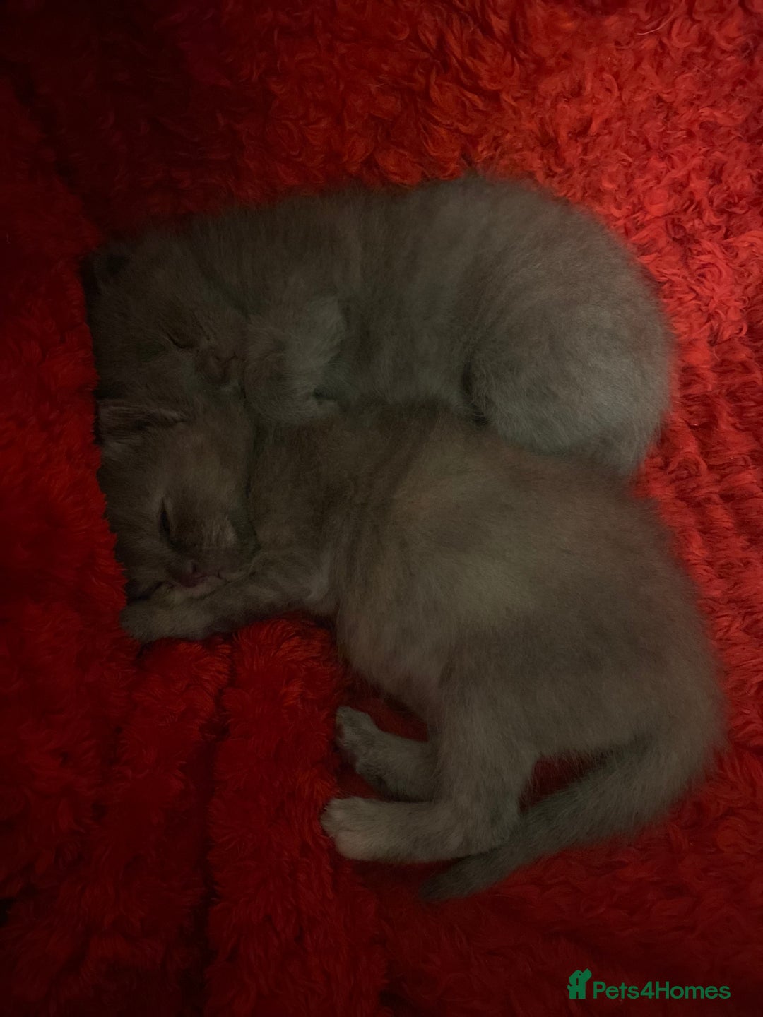 British Shorthair cats for sale: PEDIGREE BSH KITTENS READY TO FOR FOREVER HOMES  - Image 2