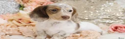 Miniature Dachshund dogs for sale: KC Longhair Miniature Dachshund Puppies - Advert 10