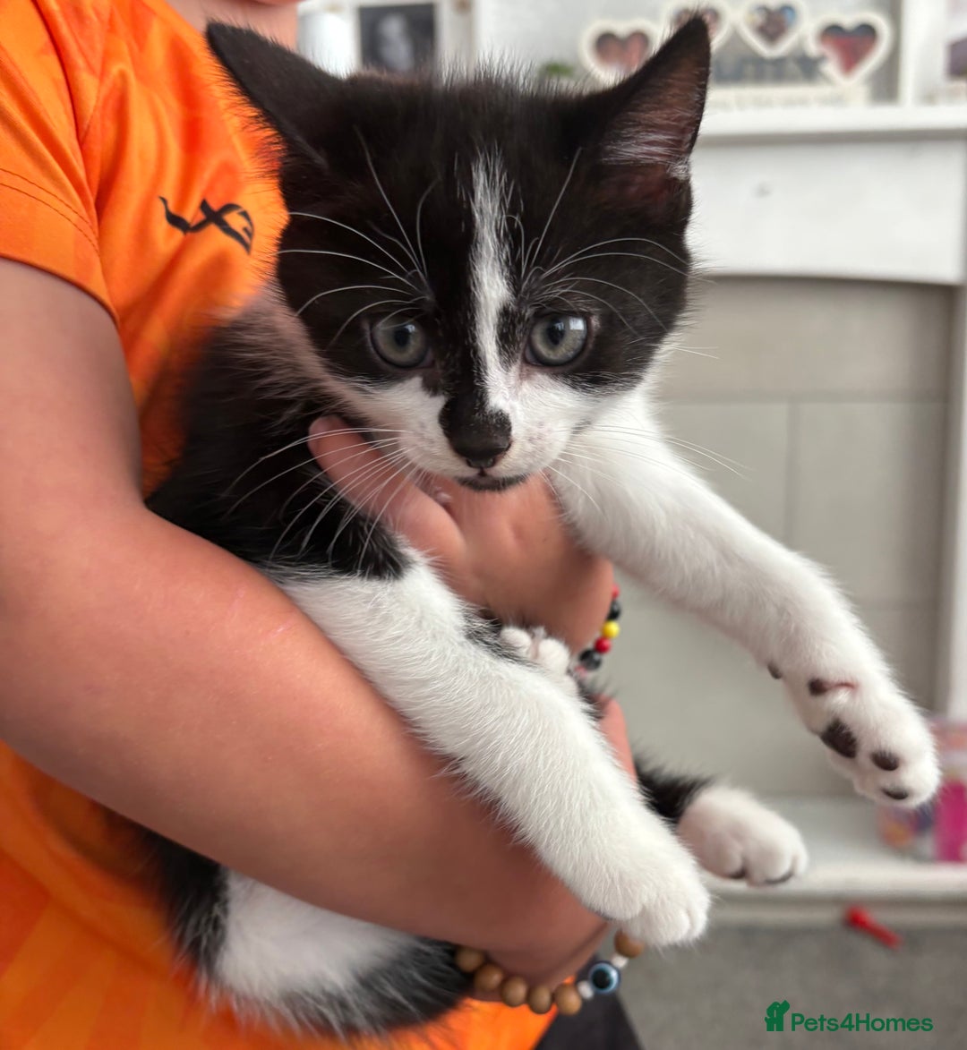 Mixed Breed cats for sale: 3 male kittens  - Image 8