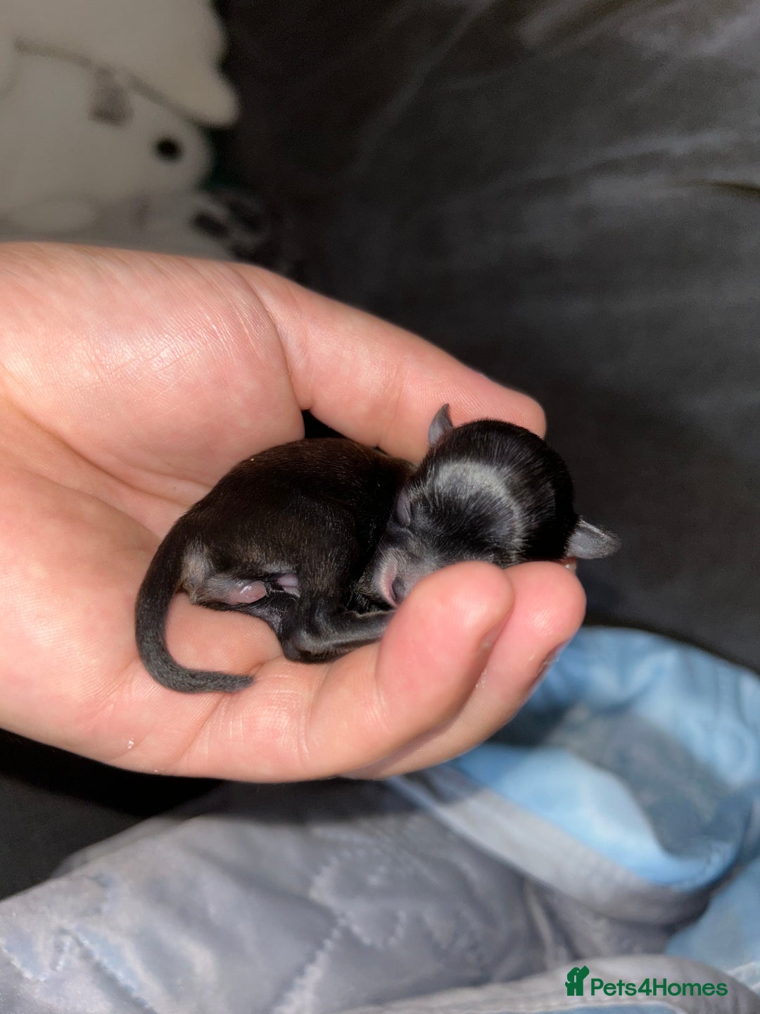 Pomchi dogs for sale: 2 beautiful tiny little Pomchi girls - Image 18