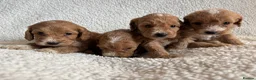 Cockapoo dogs for sale: F1bcockapoo puppies - DNA Health test clear  in Staines - Advert 24
