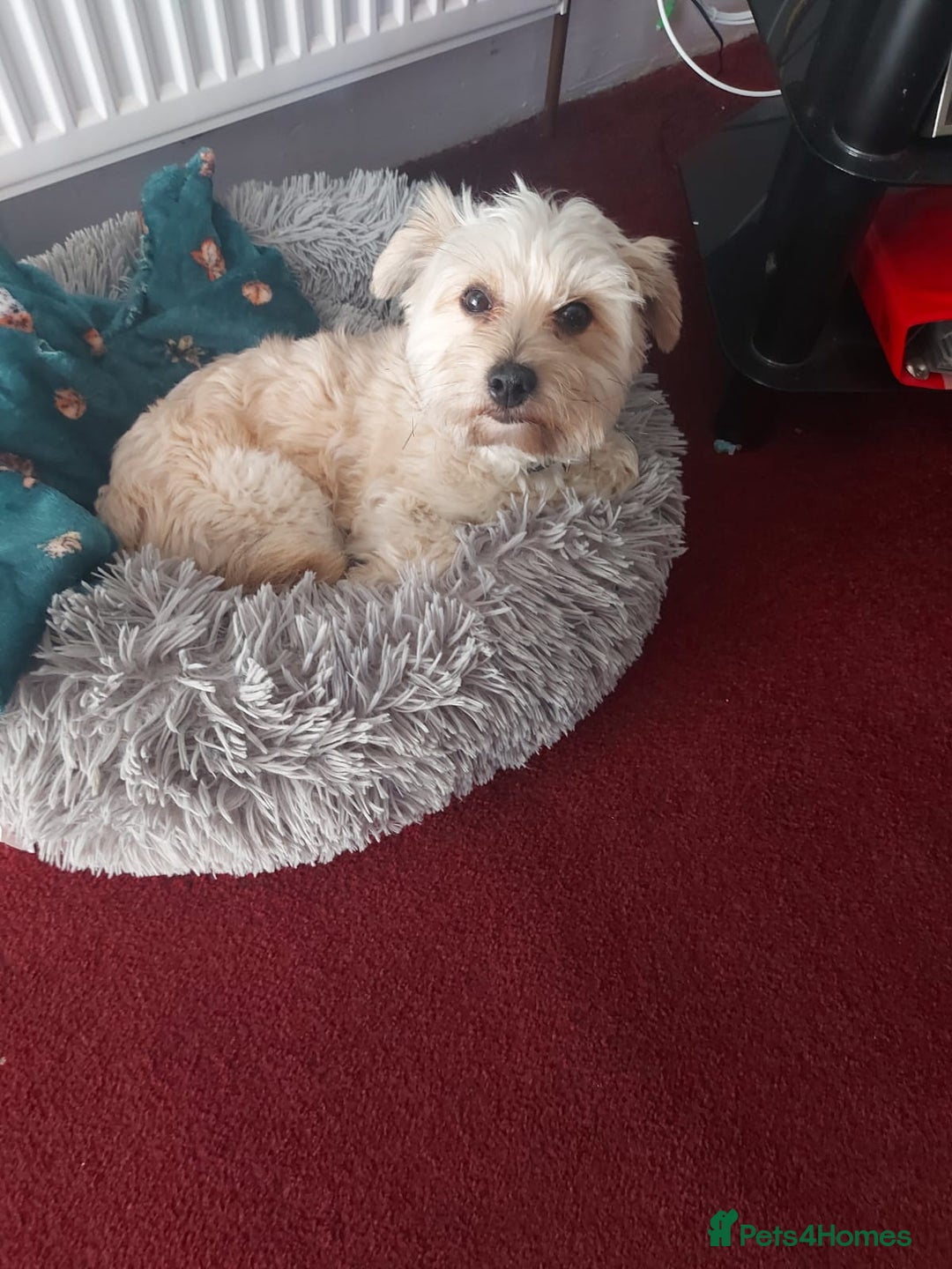 Chorkie dogs for sale: Chewie the Chorkie - Image 2