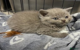British Shorthair cats for sale: British shorthair kittens responsibly bred - Image 4