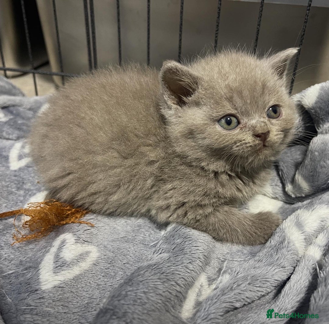 British Shorthair cats for sale: British shorthair kittens responsibly bred - Image 4