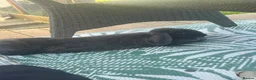 French Lop rabbits for sale: Giant Neutered French/conti male Rabbit  - Advert 5
