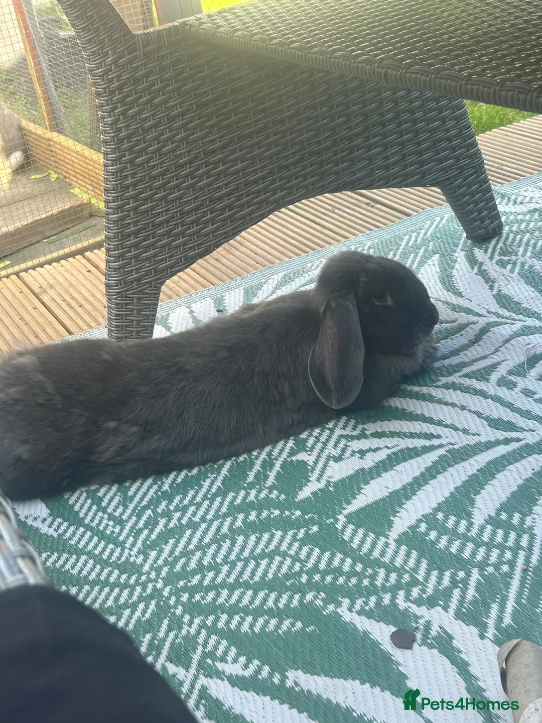 French Lop rabbits for sale: Giant Neutered French/conti male Rabbit  - Advert 5