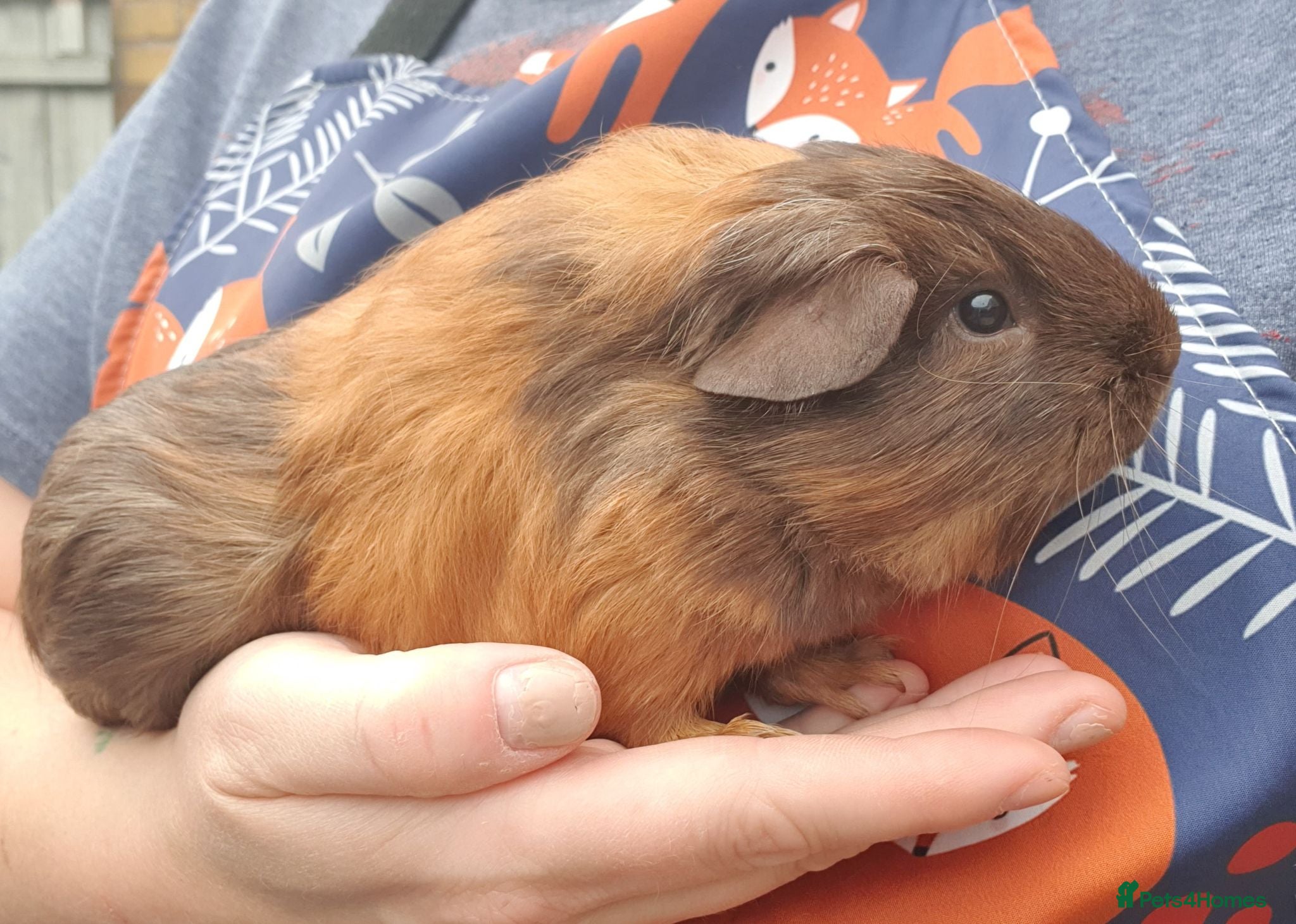 Guinea Pig rodents Beautiful guinea pigs - Advert 2