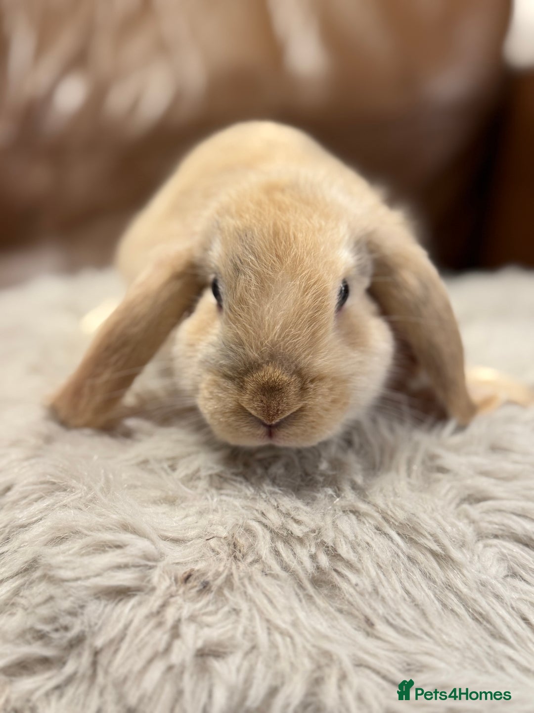Dwarf Lop rabbits for sale: Baby rabbits - Advert 2