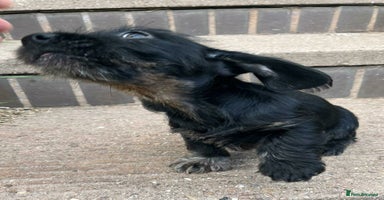 Dachshund dogs - Advert 4
