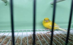 Canaries birds for sale: Canaries  - Image 16