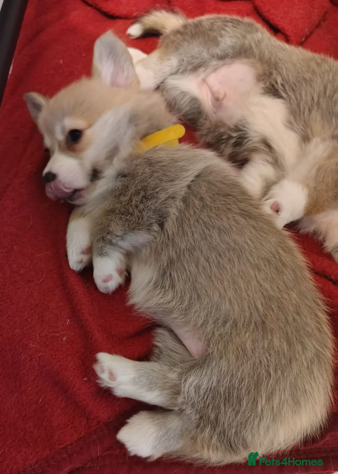 Welsh Corgi Pembroke dogs for sale: 3 Gorgeous KC Registered Pembroke Corgi Puppies - Advert 3