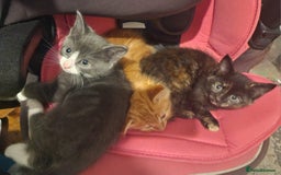 Mixed Breed cats for sale: Gorgeous Kittens  - Image 11