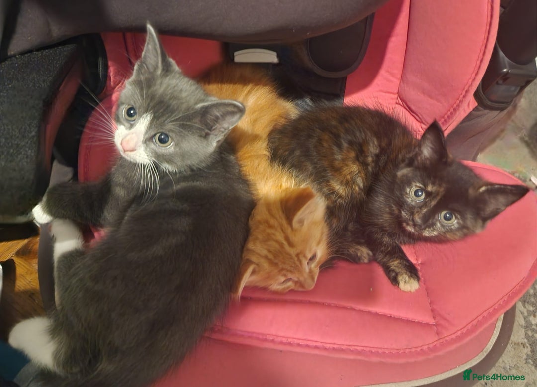 Mixed Breed cats for sale: Gorgeous Kittens  - Image 11