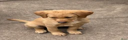 Labrador Retriever dogs for sale: Mixed litter black and blonde Labrador puppies  - Advert 3