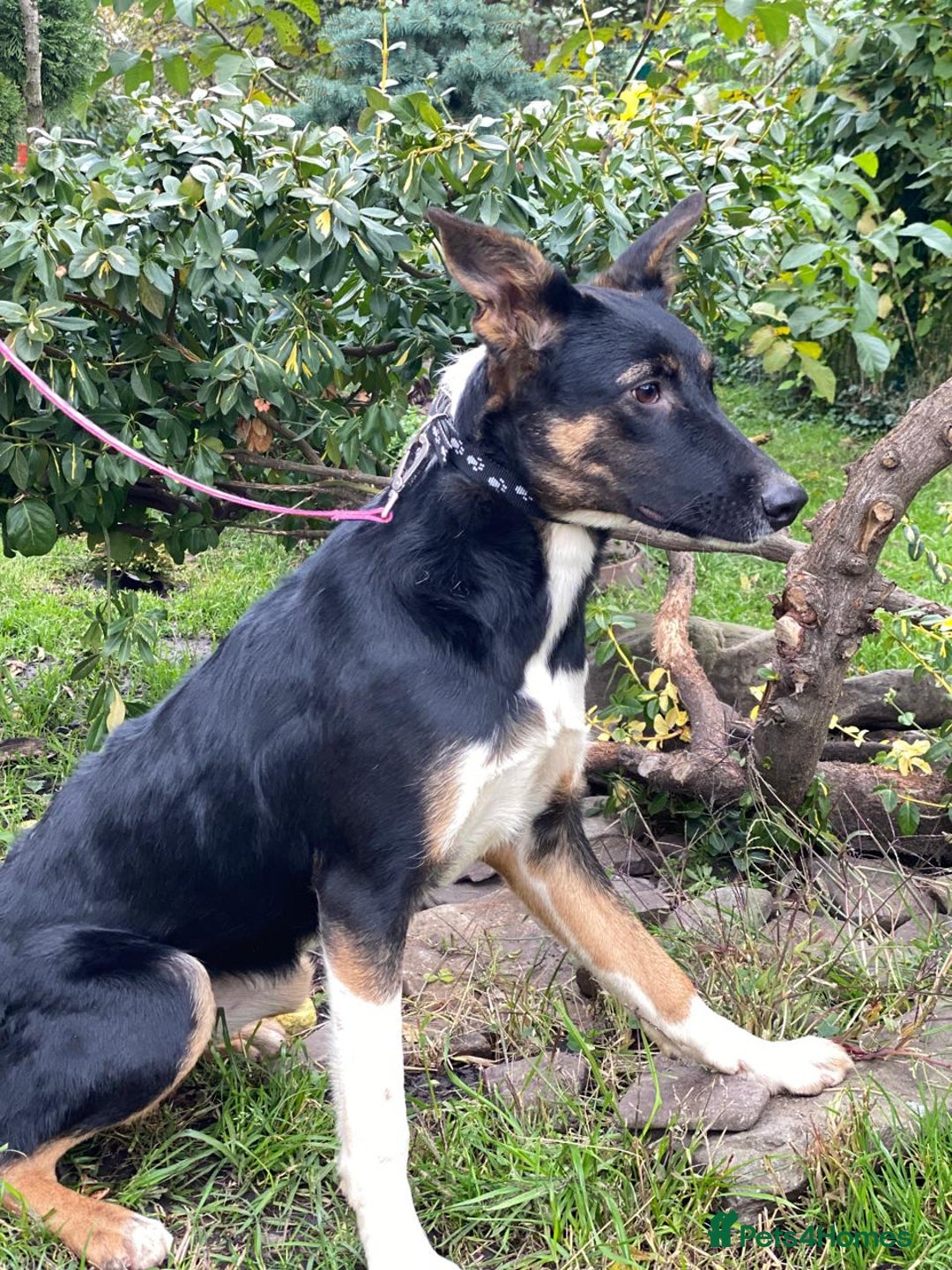 Mixed Breed dogs for adoption: URGENT: ❤️LINDA- 9 months old medium-to-large❤️ - Advert 14