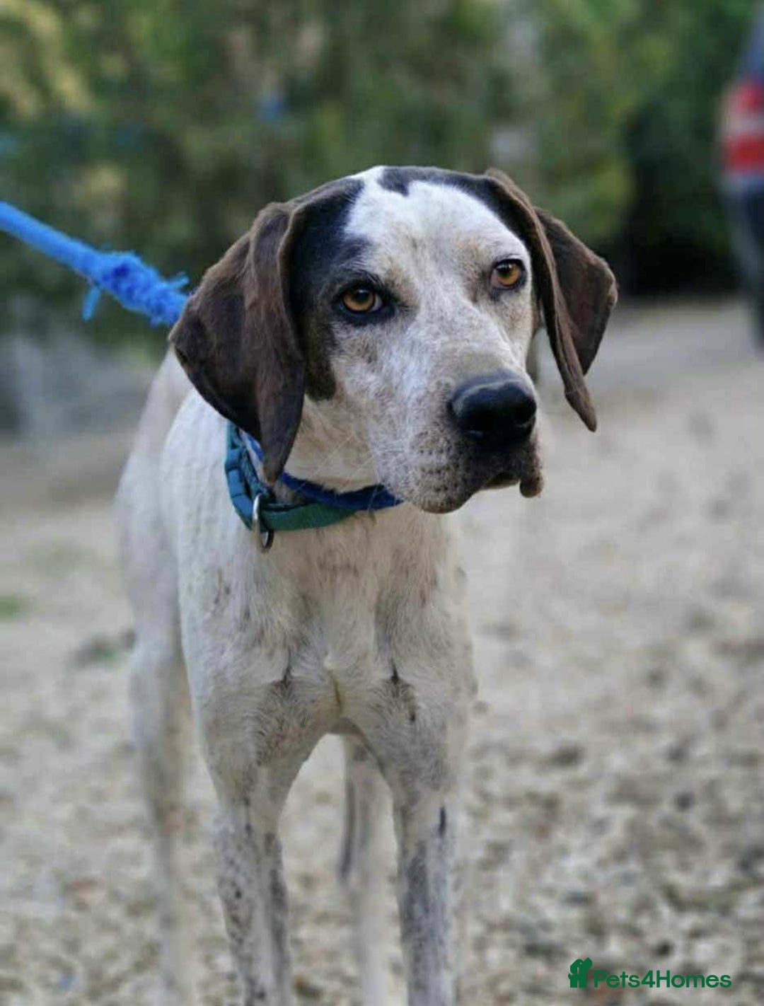Pointer dogs for adoption: Raffie is looking for a perfect home  - Advert 1