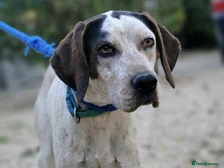 Pointer dogs Raffie is looking for a perfect home - Advert 15